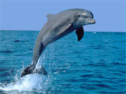 Cruises in Goa