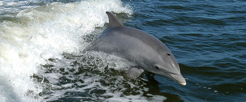Dolphin Fantacy Cruise, Goa